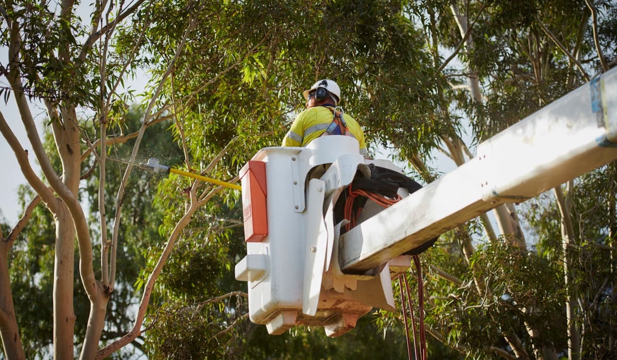 Trees grow, powerlines don’t - think about what you plant underneath them